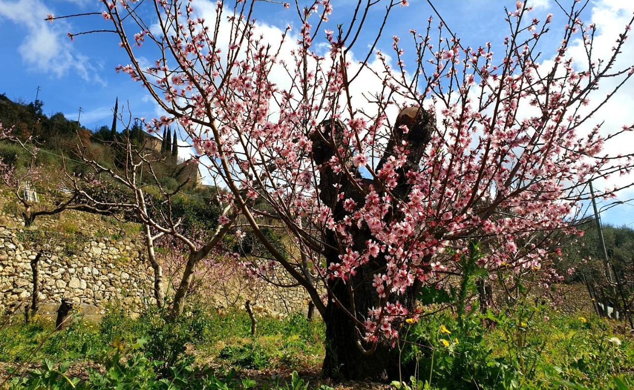 Agriturismo Alveare Finale Ligure Ngoại thất bức ảnh